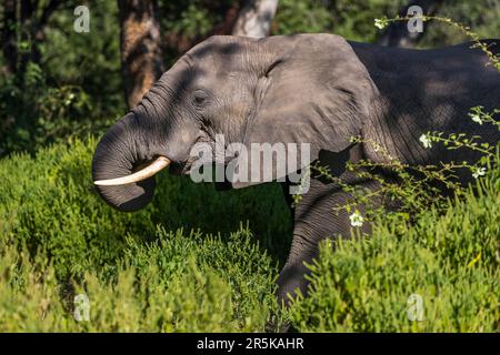 Éléphant dans la réserve de faune de Majete, Malawi Banque D'Images