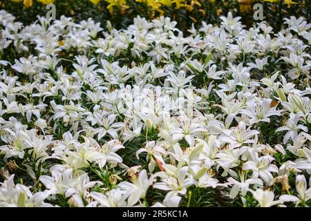 Vue rapprochée des fleurs de nénuphars blanches qui fleurissent dans le jardin Banque D'Images