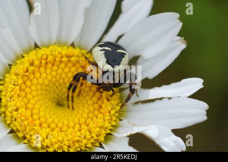 Gros plan naturel sur une araignée Napoléon, Synema globosum dans une Marguerite jaune blanche Ox-Eye, Leucanthemum vulgare Banque D'Images