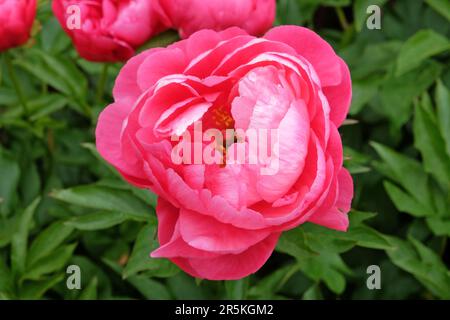 Pivoine rose 'Ellen Cowley' en fleur. Banque D'Images