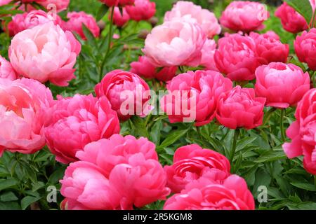 Pivoine rose 'Ellen Cowley' en fleur. Banque D'Images