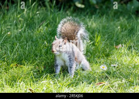 Ecureuil gris de l'est (Sciurus carolinensis), recherche de nourriture dans l'herbe, Londres, Royaume-Uni Banque D'Images