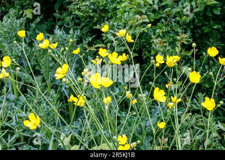 Butterbuttercups de prairie (Ranunculus Aciris) et thistles dans un hedgerow rural au printemps, au Royaume-Uni Banque D'Images
