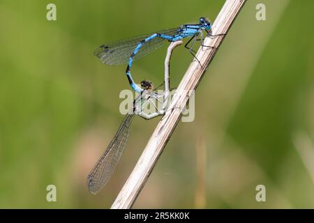 Accouplement de damselflies bleu-commun Banque D'Images