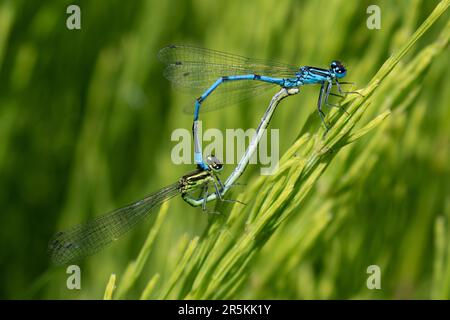 L'accouplement de demoiselles d'Azur Banque D'Images