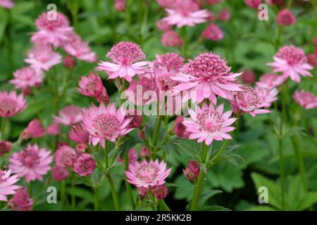 Astrantia rose 'Roma' en fleur. Banque D'Images