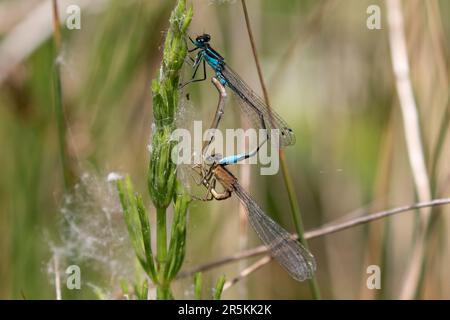 Accouplement de damselflies bleu-commun Banque D'Images