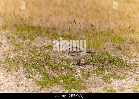 Le cerf de virginie (Charadrius vociferus), par temps très chaud, la femelle ne s'assoit pas, mais se tient au-dessus des oeufs et crée une ombre pour eux Banque D'Images