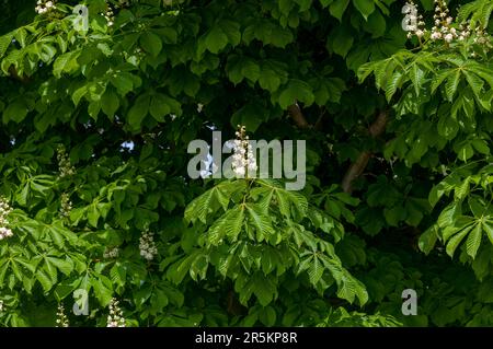 Les châtaignes à fleurs (Aesculus hippocastanum) dans le parc national du Wisconsin Banque D'Images