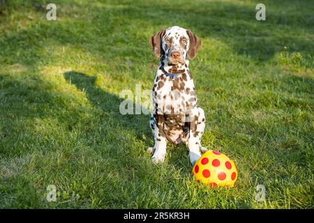 chien blanc jouant avec le ballon dans l'herbe Banque D'Images