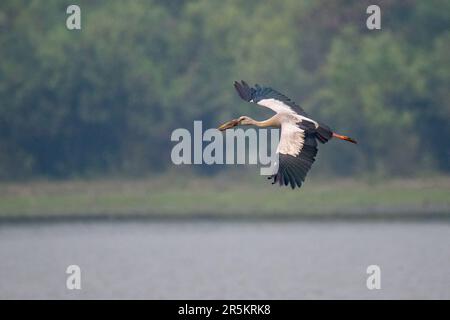 Parc national Asian Openbill Anastomus oscitans Karizanga, comté de Nagaon, Assam, Inde 7 février 2023 Adulte Ciconiidae Banque D'Images