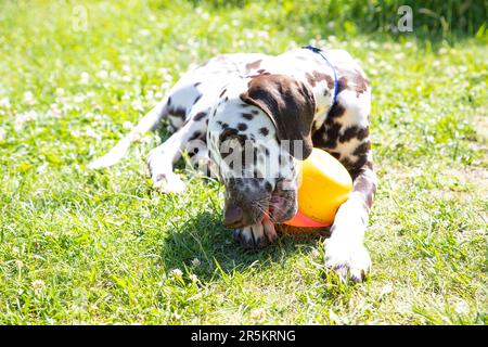 chien blanc jouant avec le ballon dans l'herbe Banque D'Images