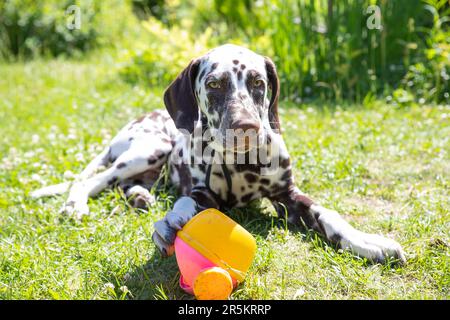 chien blanc jouant avec le ballon dans l'herbe Banque D'Images