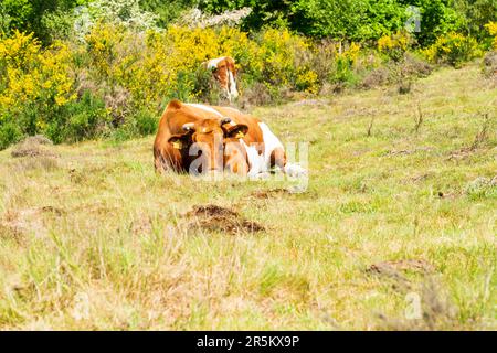 Guernesey race de vaches couchées dans un champ à Worcestershire, Royaume-Uni Banque D'Images