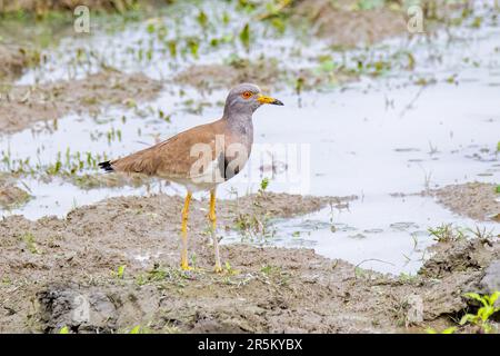 Parc national du Laponie à tête grise Vanellus cinereus Karizanga, comté de Nagaon, Assam, Inde 8 février 2023 Adulte Charadriidae Banque D'Images