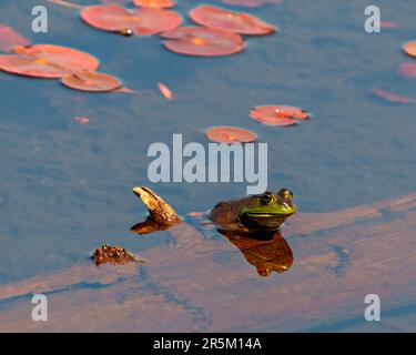 Grenouille assise sur une bûche dans l'eau montrant le corps, la tête, les jambes, les yeux et appréciant son environnement et son habitat avec des coussins d'eau. Banque D'Images