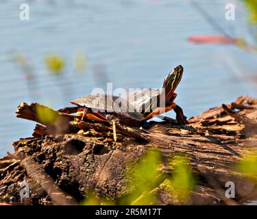 Couple de tortues peintes reposant sur une bûche dans l'étang avec un fond d'eau floue dans leur environnement et habitat environnant. Image de tortue. Banque D'Images