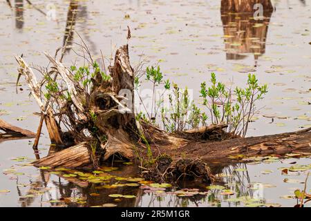 Vieux bois souche avec le nouveau germe de croissance sur la souche dans l'eau avec des coussins de nénuphars dans une eau de marais. Souche photo. Souche de l'arbre. Banque D'Images