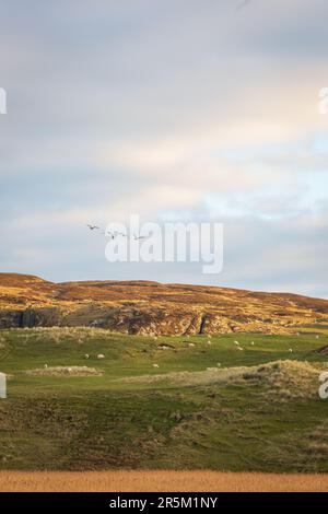 Moutons et bétail paître sur le machair juste derrière la plage de Kilchoman sur Islay, Argyll et Bute, Écosse . Banque D'Images