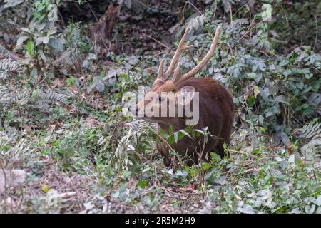 Porcinus Karizanga, comté de Nagaon, Assam, Inde 7 février 2023 Adulte Cervidés Banque D'Images