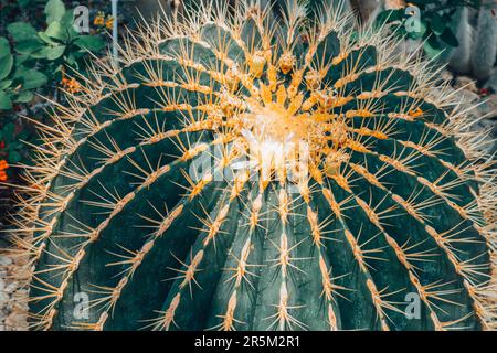 Grand cactus avec épines jaunes, vue de dessus Banque D'Images