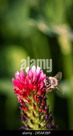 Trèfle planté dans le champ, trèfle rose, Paysage, guêpe, abeille Banque D'Images