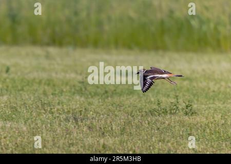 Le killdeer (Charadrius vociferus) en vol Banque D'Images