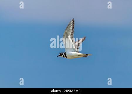 Le killdeer (Charadrius vociferus) en vol Banque D'Images