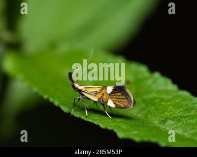 Un visiteur vibrant : un papillon coloré perche délicatement sur une feuille verte, révélant ses teintes exquises dans une vue latérale captivante Banque D'Images