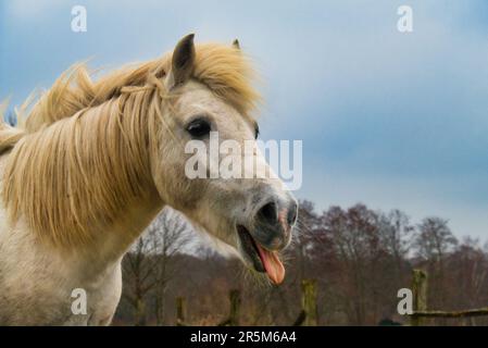 Un cheval colle sa langue de sa bouche et semble très drôle. Banque D'Images