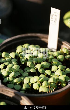 Plantules de basilic citron croissant dans une casserole. Banque D'Images