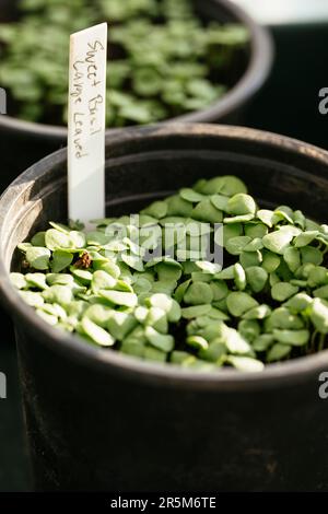 Plantules de basilic sucrées poussant dans une casserole. Banque D'Images