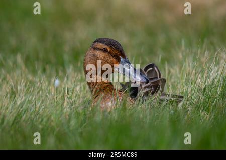 Mallard femelle Anas platyrhynchos reposant dans l'herbe sur la réserve naturelle de CLEY North Norfolk, Royaume-Uni Banque D'Images