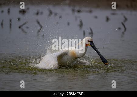 Spoonbill Platalea leucorodia se baignant dans une piscine de CLEY, North Norfolk, Royaume-Uni Banque D'Images