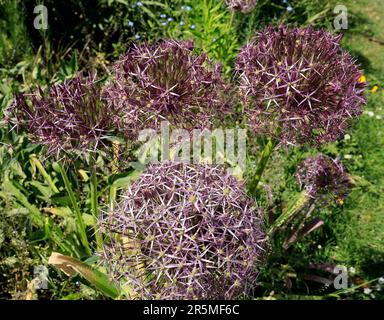 Allium cristophii, étoile de Perse, Sud du Pays de Galles. Mai. Été Banque D'Images