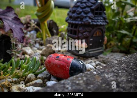 Coccinelle dans le jardin de la maison Banque D'Images