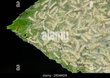 Colonie de chenille de ver de Web d'automne (Hyphantria cunea), créant des nids de nid de toile sur les grandes feuilles et branches d'arbre d'Elm la nuit à Houston, au Texas. Banque D'Images