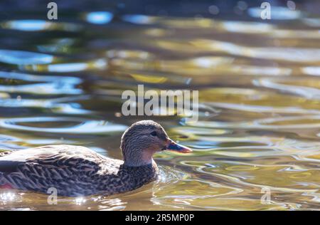 Canard colvert incroyable sur les montagnes lac Banque D'Images