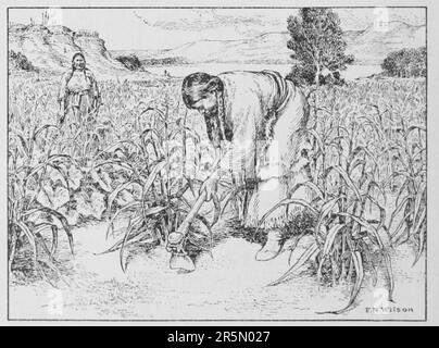 L'American Indian Fig 7. Les femmes hidatsas labourent le sol. Neuf variétés de maïs ont augmenté. Le "soft white' pourrait être utilisé dans tout genre de maïs de la nourriture. Le "soft yellow' était facile de livre et se transformer en repas. Chaque variété a un goût distinct. En plus du maïs, les femmes avaient des haricots, tournesol et courge dans leurs jardins bien entretenus. Banque D'Images