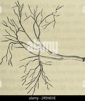 'Handbuch der allgemeinen und speciellen des Menschlichen Körpers Gewebelehre für Aerzte und Studierende' (1860) Banque D'Images