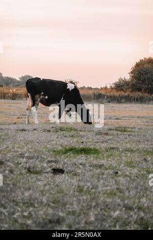 Vache noire et blanche dans le pâturage.Holstein bétail Friesian.vaches laitières avec taches noires et blanches.animaux de ferme les vaches broutent et mangent de l'herbe dans un pré Banque D'Images