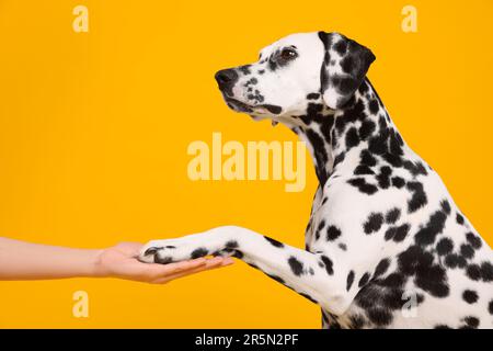 Adorable chien dalmatien donnant patte à la femme sur fond jaune. Animal de compagnie charmant Banque D'Images