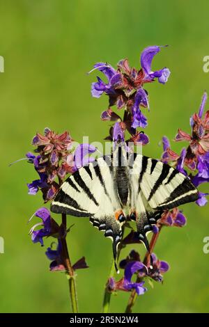 Rare swallowtail (Iphiclides podalirius), mai, Lusatien Heath and Pond Landscape, Saxe, Allemagne Banque D'Images