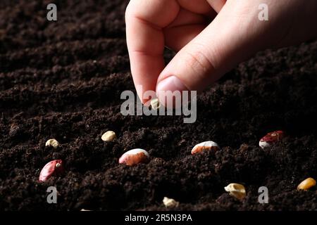 Femme plantant le pois dans un sol fertile, gros plan. Graines végétales Banque D'Images