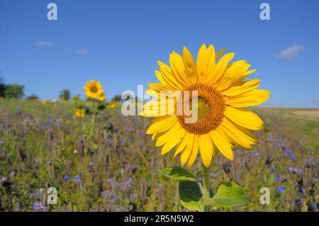 Tournesol unique (Helianthus annuus) dans un champ de phacelia, pâturage d'abeille de tournesol, ami d'abeille, beauté toufftée, fleur toufftée Banque D'Images