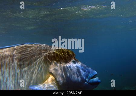 Maori wrasse trop près de l'appareil photo pour tenir en photo, Moore Reef, Grande barrière de corail, Queensland, Australie Banque D'Images