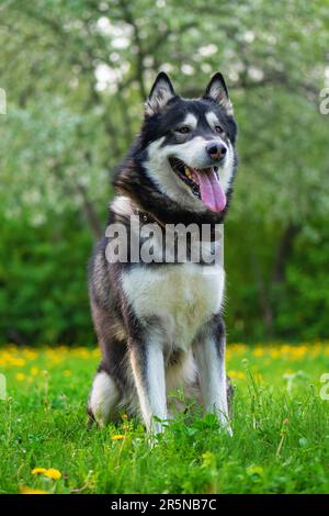 malamute d'Alaska, adulte, assis sur l'herbe dans le parc, prise de vue en plein air Banque D'Images