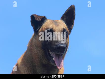 Malinois (Canis lupus familaris), chien mâle 9 ans, portrait Banque D'Images