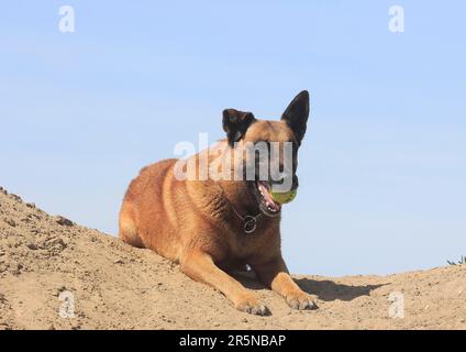 Malinois (Canis lupus familaris), homme de 9 ans, allongé sur une colline avec une balle dans la bouche Banque D'Images