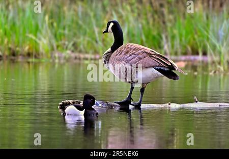 Un canard à col rond nage par une Bernache du Canada (Branta canadensis); debout sur une bûche dans un étang de castors. Banque D'Images